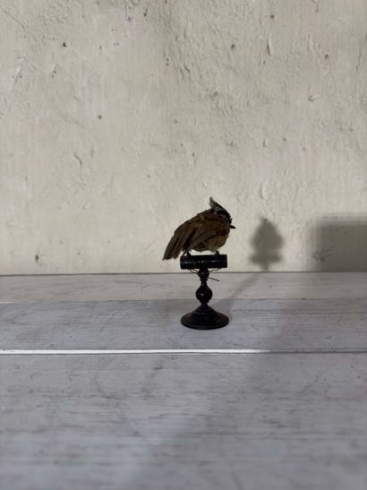 Mésange huppée (Parus cristatus) (CE) :
spécimen...