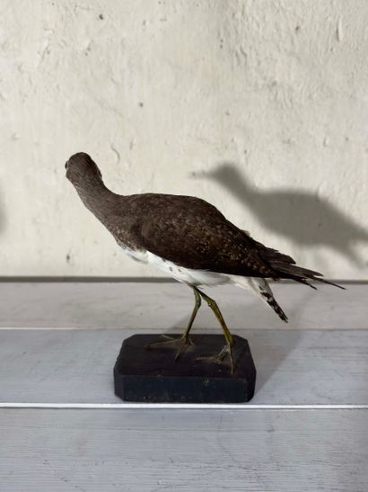Chevalier culblanc (Tringa ochropus) (CE):
spécimen...