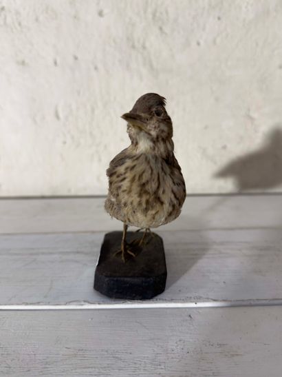 Cochevis huppé (Galerida cristata) (CE):
spécimen...