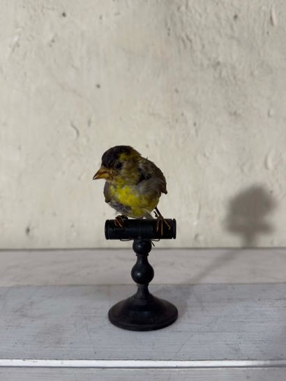 Tarin des aulnes (Carduelis spinus) (CE):
spécimen...