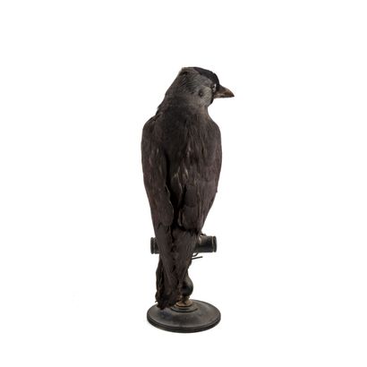 Choucas des tours (Corvus monedula) (CE):
Spécimen...