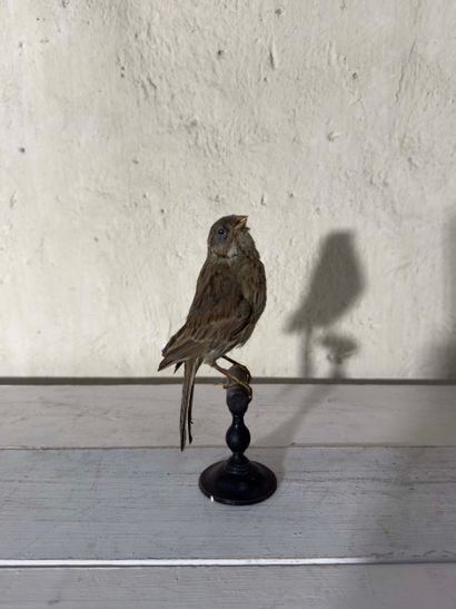 Bruant zizi (Emberiza cirlus) (CE):
spécimen...