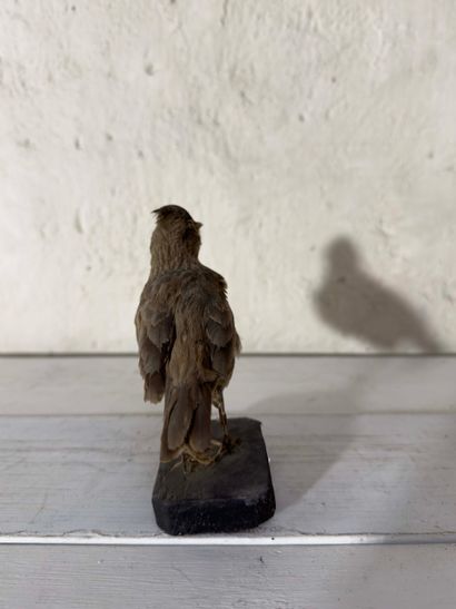 Cochevis huppé (Galerida cristata) (CE):
spécimen...