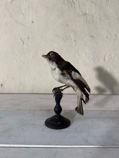 Gobemouche noir (Ficedula hypoleuca) (CE):
spécimen...