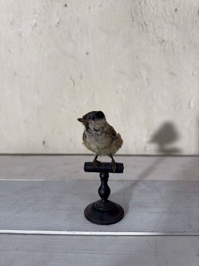 Mésange nonnette (Parus palustris) (CE):
spécimen...