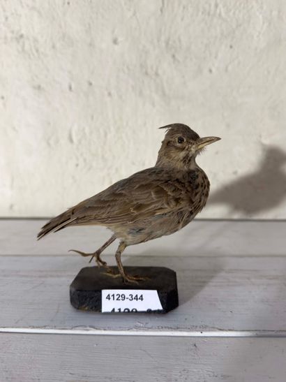 Cochevis huppé (Galerida cristata) (CE):
spécimen...
