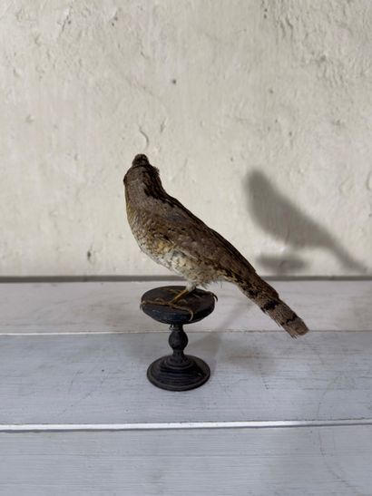 Torcol fourmilier (Jynx torquilla) (CE):
spécimen...