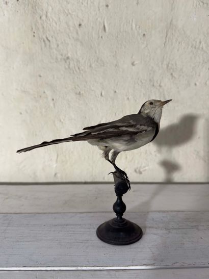Bergeronnette grise (Motacilla alba) (CE):
spécimen...