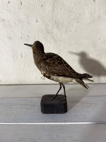 Bécasseau variable (Calidris alpina) (CH):
spécimen...