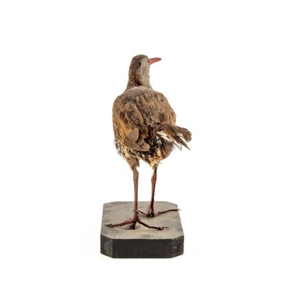 Râle d'eau (Rallus aquaticus) (CH):
spécimen...