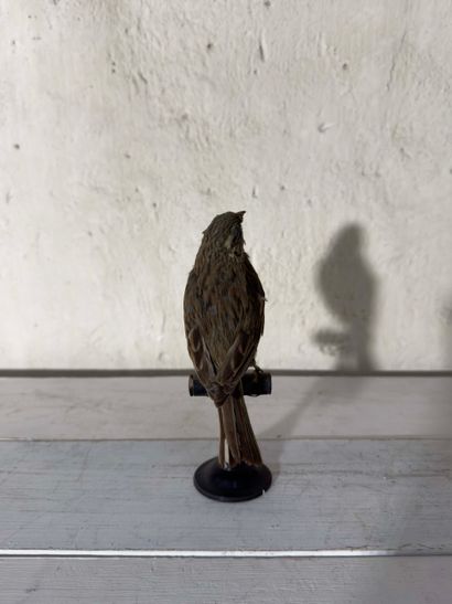Bruant zizi (Emberiza cirlus) (CE):
spécimen...