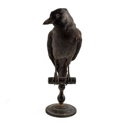 Choucas des tours (Corvus monedula) (CE):
Spécimen...