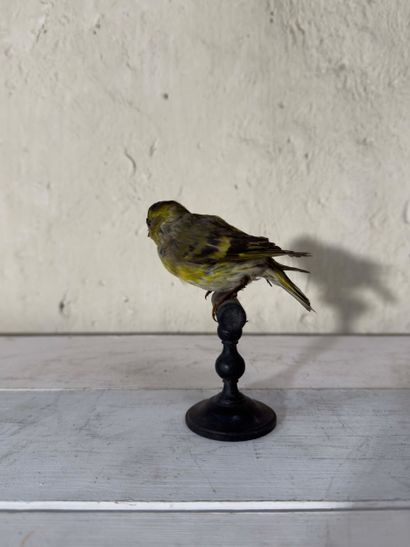 Tarin des aulnes (Carduelis spinus) (CE):
spécimen...