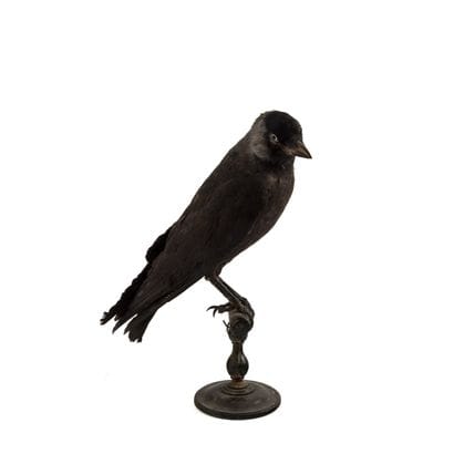 Choucas des tours (Corvus monedula) (CE):
Spécimen...