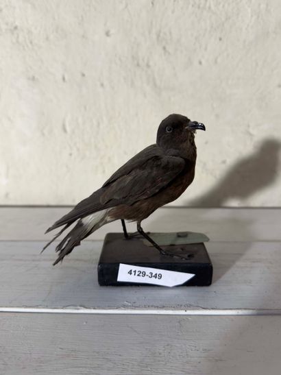 Océanite tempête (Hydrobates pelagicus) (CE):
spécimen...