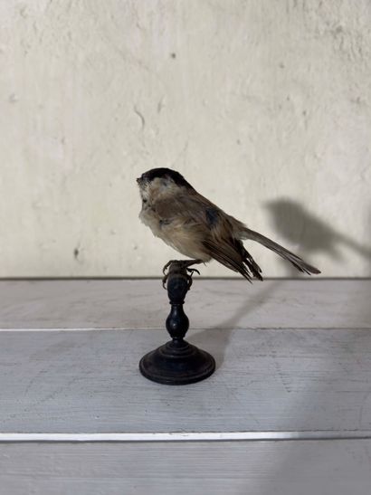 Mésange nonnette (Parus palustris) (CE):
spécimen...