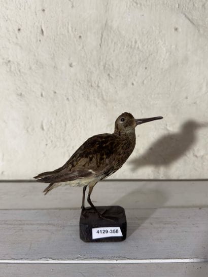 Bécasseau variable (Calidris alpina) (CH):
spécimen...