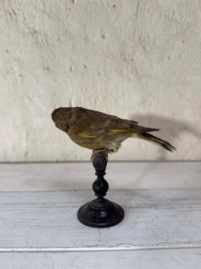 Verdier d'Europe (Carduelis chloris) (CE):
spécimen...