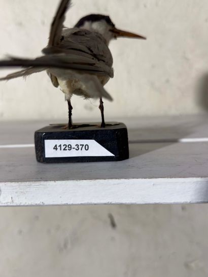 Spécimen de Laridae vraisemblablement Sterne...