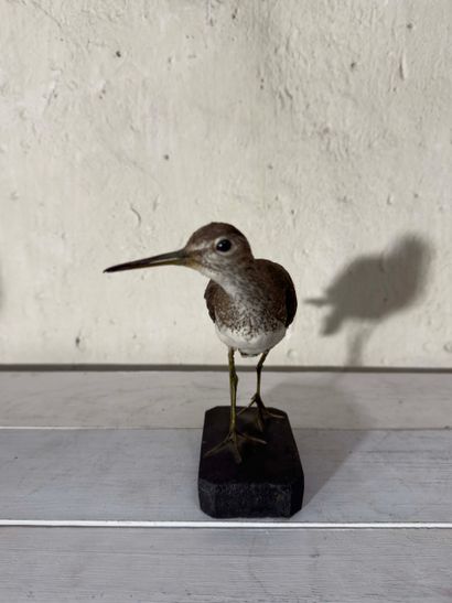Chevalier culblanc (Tringa ochropus) (CE):
spécimen...