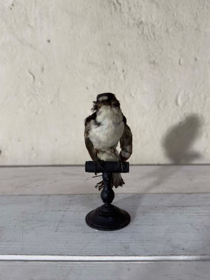 Gobemouche noir (Ficedula hypoleuca) (CE):
spécimen...