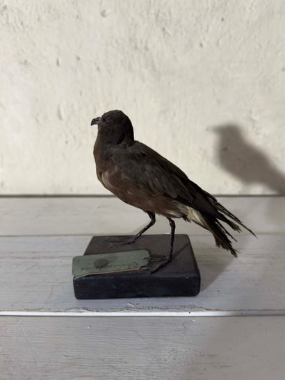 Océanite tempête (Hydrobates pelagicus) (CE):
spécimen...