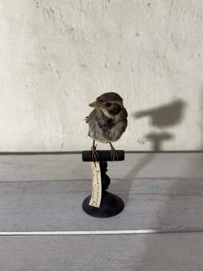 Bruant des roseaux (Emberiza schoeniclus)...