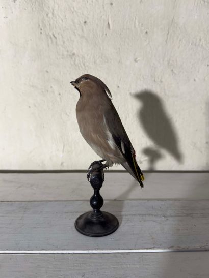 Jaseur boréal (Bombycilla garrulus) (CE):
spécimen...