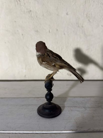 Moineau friquet (Passer montanus) (CE):
spécimen...