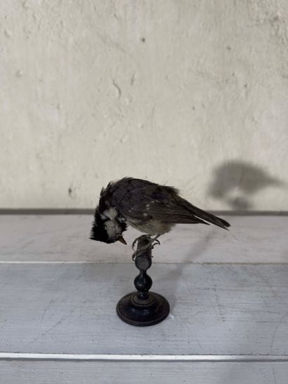 Mésange noire (Parus ater) (CE) :
spécimen...