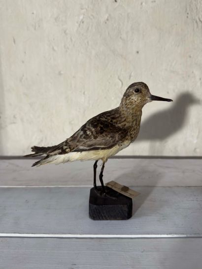 Bécasseau sanderling (Calidris alba) (CE):
spécimen...