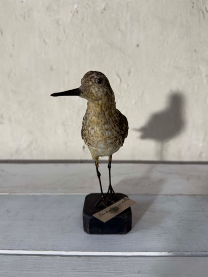 Bécasseau sanderling (Calidris alba) (CE):
spécimen...