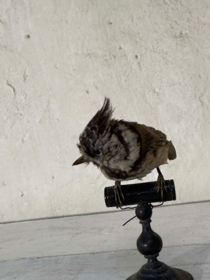 Mésange huppée (Parus cristatus) (CE) :
spécimen...