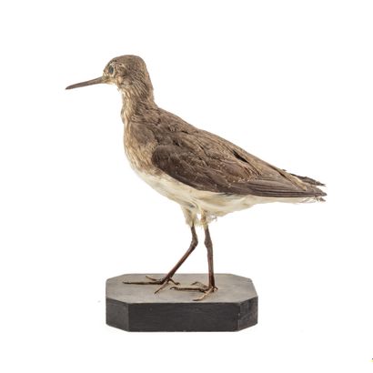 Chevalier guignette (Actitis hypoleucos)...