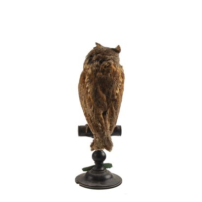 Hibou petit-duc ou en synonymie Petit-duc...