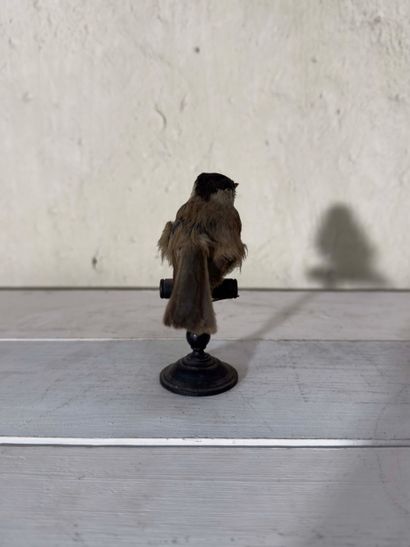 Mésange nonnette (Parus palustris) (CE):
spécimen...