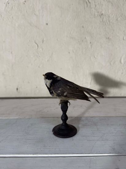 Mésange noire (Parus ater) (CE) :
spécimen...
