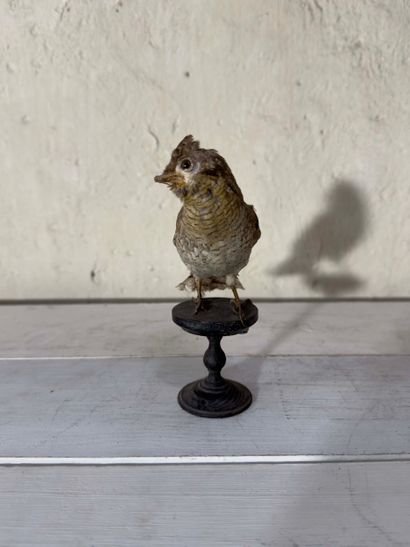 Torcol fourmilier (Jynx torquilla) (CE):
spécimen...