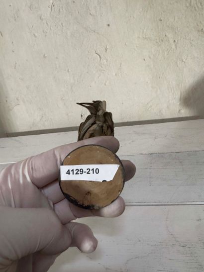 Fauvette grisette (Sylvia communis) (CE):
spécimen...