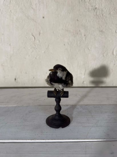 Mésange noire (Parus ater) (CE) :
spécimen...