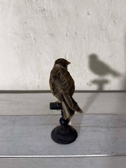 Bruant des roseaux (Emberiza schoeniclus)...