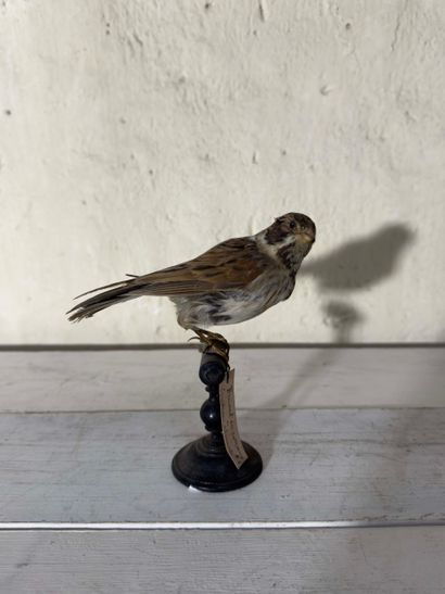 Bruant des roseaux (Emberiza schoeniclus)...