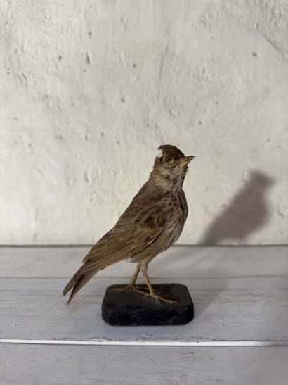 Cochevis huppé (Galerida cristata) (CE):
spécimen...