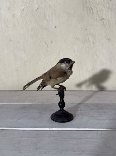 Mésange nonnette (Parus palustris) (CE):
spécimen...