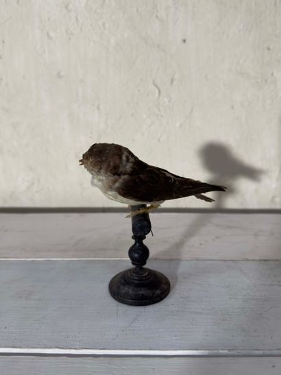 Hirondelle de fenêtre (Delichon urbica) (CE):
spécimen...