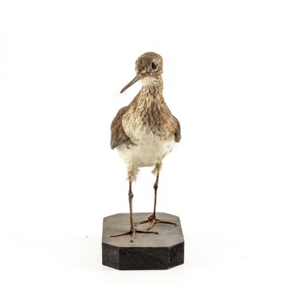 Chevalier guignette (Actitis hypoleucos)...