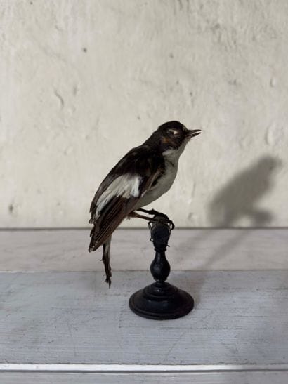 Gobemouche noir (Ficedula hypoleuca) (CE):
spécimen...