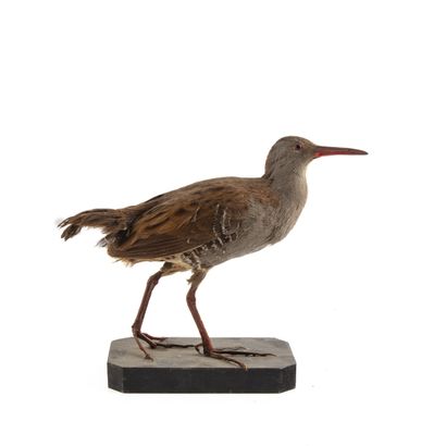 Râle d'eau (Rallus aquaticus) (CH):
spécimen...