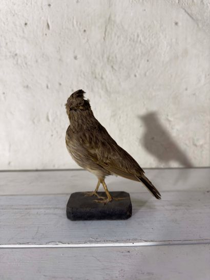 Cochevis huppé (Galerida cristata) (CE):
spécimen...
