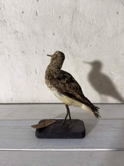 Bécasseau sanderling (Calidris alba) (CE):
spécimen...